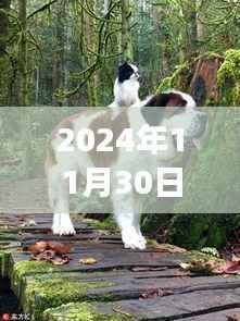 大狗二代狗,自然美景的寻梦之旅启程