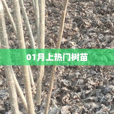 热门树苗大揭秘,一月成长新势力