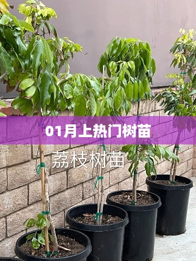 热门树苗大揭秘,一月成长新势力