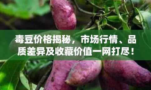 毒豆价格揭秘,市场行情、品质差异及收藏价值一网打尽!