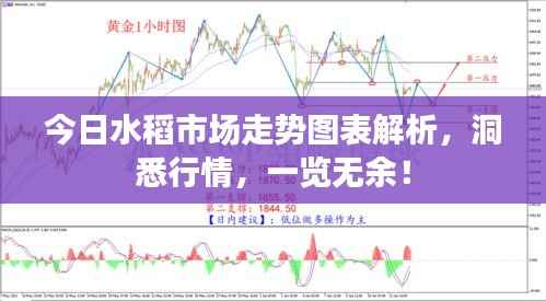 今日水稻市场走势图表解析，洞悉行情，一览无余！