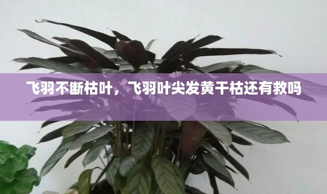 飞羽不断枯叶，飞羽叶尖发黄干枯还有救吗 